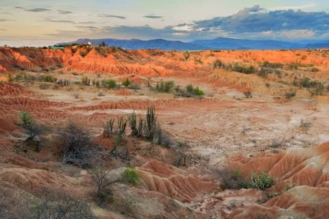Big cactuses in red desert, clouds and sand, red sand in desert Stock Photos