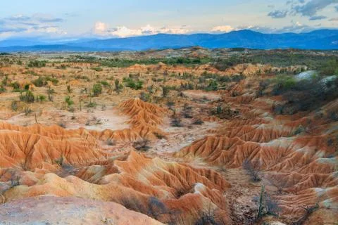 Big cactuses in red desert, clouds and sand, red sand in desert Stock Photos