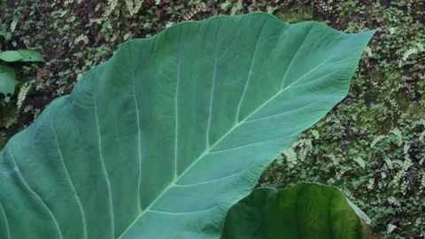 Big caladium Leaf. Close-Up View. Beauty in nature Stock Footage 151433407