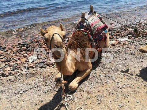 Big Camel Smile On Shore Of Three Pools In Dahab Egypt Stock Photos