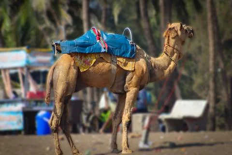Big Camel Standing On The Beach Stock Photos