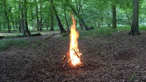 Big Campfire in the Forest - Camping with Campfire Summer Woodland Stock Footage 110979813