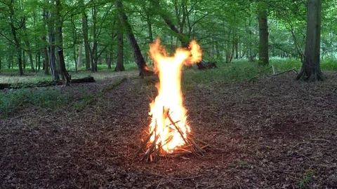 Big Campfire in the Forest - Camping with Campfire Summer Woodland Stock Footage 110979885