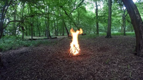Big Campfire in the Forest - Camping with Campfire Summer Woodland Stock Footage 110980067