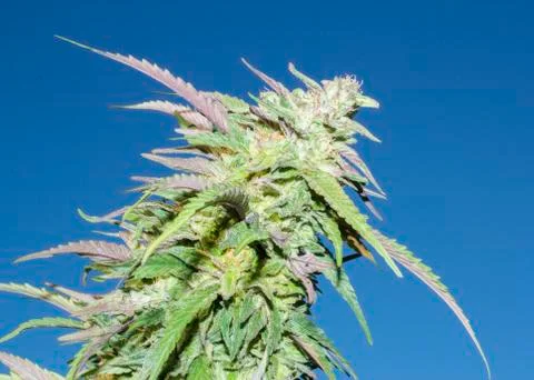 Big Cannabis bud with blue sky Stock Photos