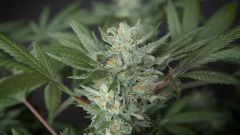 Big cannabis bud. camera slowly moves down Stock Footage 116671193