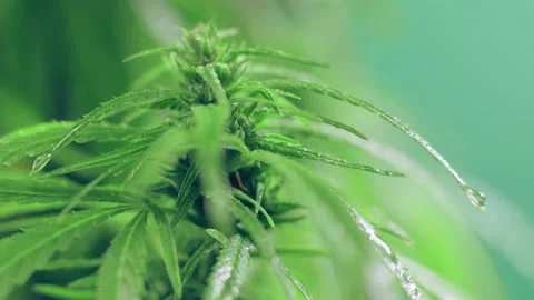 Big Cannabis bud  on a chroma key background Growing Marijuana Indica Stock Footage 145641653