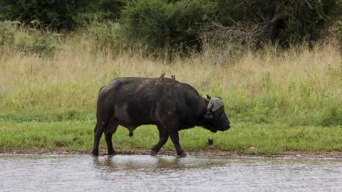 Big Cape Buffalo Bull chasing off Oxpeckers on its back at a watering hole 스톡 동영상 310365572