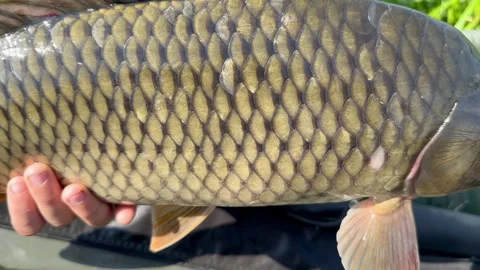 Big carp catch Stock Footage 248327605