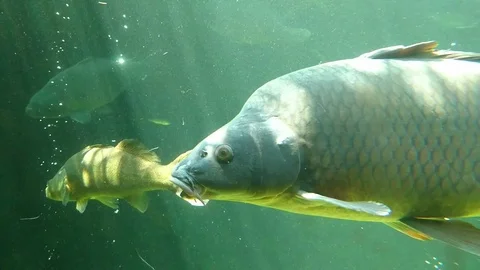 Big carp close up Stock Footage 77646701