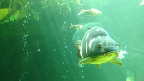 Big carp close up Stock Footage 77646778