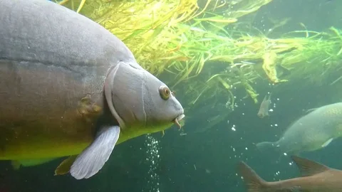 Big carp close up Stock Footage 77646871