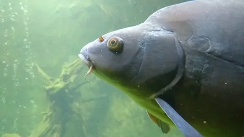 Big carp close up Stock Footage 82458186