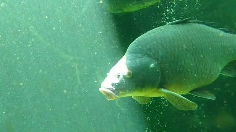 Big carp floating underwater in sunny rays Stock Footage 77647541