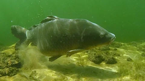 Big carp Stock Footage 48004062
