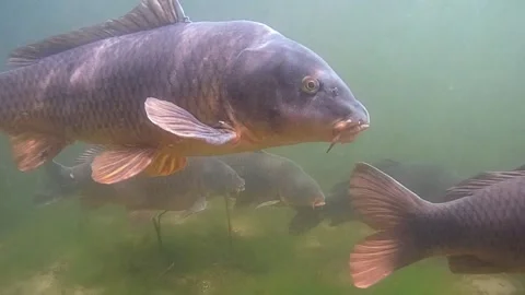 Big carp gathering Stock Footage 147870297