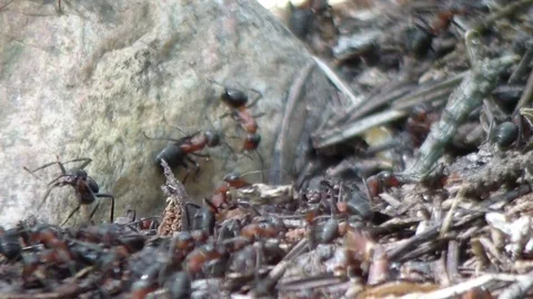 Big carpenter ants, ant workers in colony Stock Footage 75961671