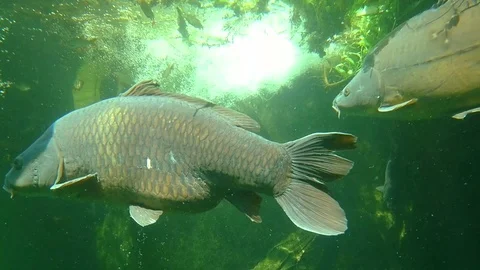Big carps floating Stock Footage 82458159