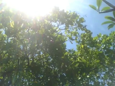 Big cashew tree, being warmed by a big sun Stock Footage 162682291