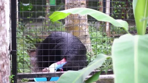 The Big Cassowary bird Stock Footage 229822049