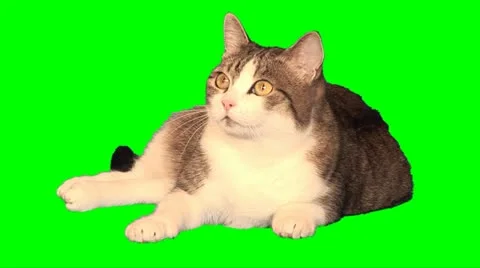 Big cat 02 Stock Footage 10892761