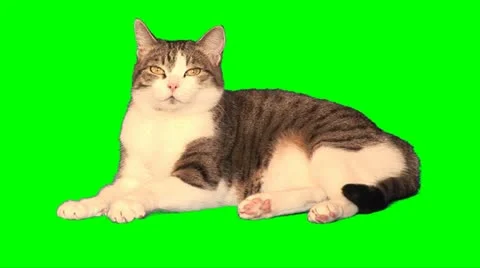 Big cat 03 Stock Footage 10892768