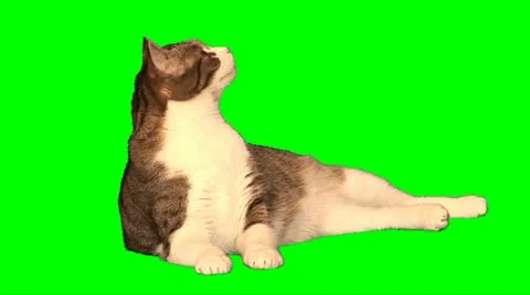 Big cat 03 Stock Footage 10892773