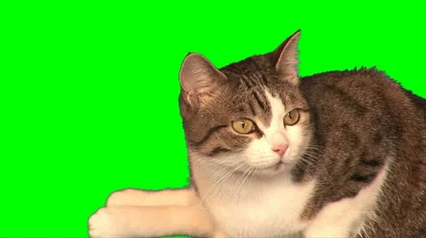 Big cat 04 (close-up shot) Stock Footage 10892740
