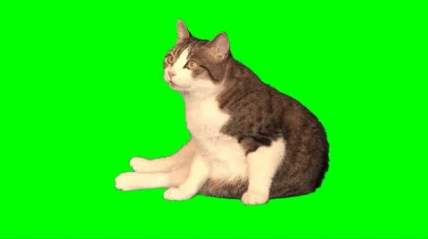 Big cat 05 Stock Footage 10892808