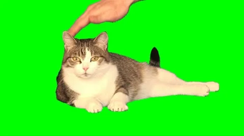 Big cat 06 Stock Footage 10892791