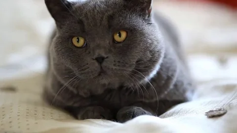 Big cat British control of the situation. Cat hypnotizing his eyes. Video stock 69213227