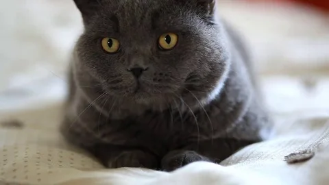 Big cat British control of the situation. Cat hypnotizing his eyes. Stock Footage 69213406