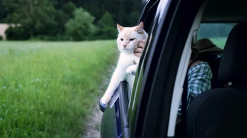 A big cat in the car window, a cat travels with the owner Stock Footage 247171334