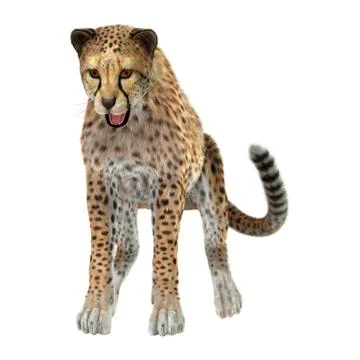 Big Cat Cheetah Stock Illustration