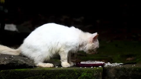 Big cat eating rice from a plastic plate Video stock 252267768