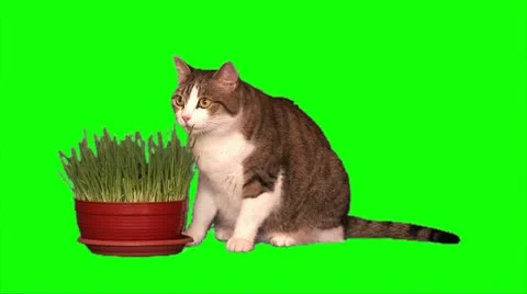 Big cat eats grass Stock Footage 10865972