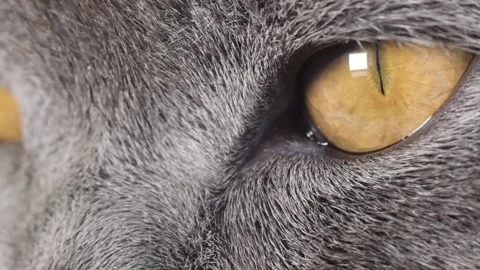 Big cat eyes close up, macro, full frame cat face, yellow pupil. The eyes of a 스톡 동영상 232677609