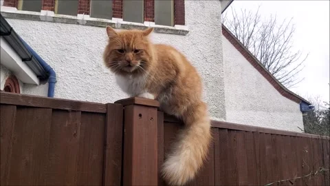 BIG CAT, FLUFFY CAT, GINGER CAT, FLUFFY TAIL CAT, CUTE CAT, FRIENDLY CAT Stock Footage 147887525