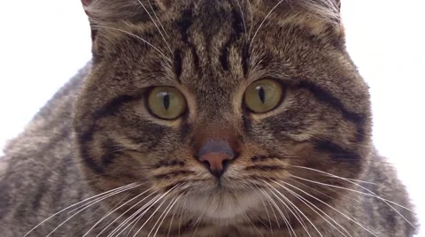 Big cat Stock Footage 47560260