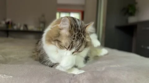 Big cat grooming face on bed, looking at camera Stock Footage 309479098