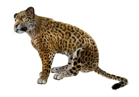 Big Cat Jaguar Stock Illustration