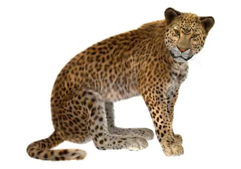 Big cat leopard イラスト素材
