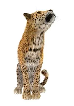 Big Cat Leopard イラスト素材
