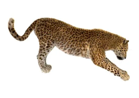 Big Cat Leopard Stock Illustration