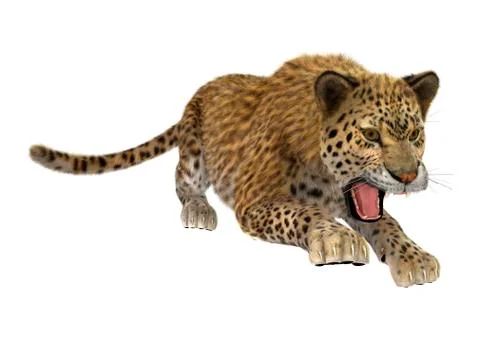Big Cat Leopard Stock Illustration