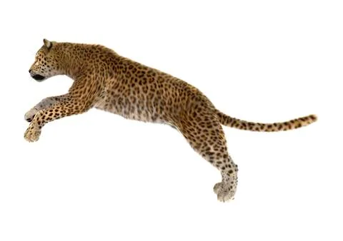 Big Cat Leopard Stock Illustration