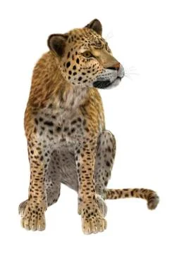 Big Cat Leopard on White Stock Illustration