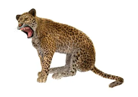 Big Cat Leopard on White Stock Illustration