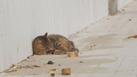 Big cat licks itself Stock Footage 99675271