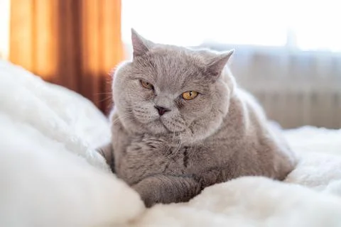 Big cat lying on the bed Stock Photos